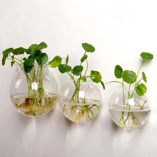 Hydro Planter Hanging Wall Decor featuring three clear round glass planters with green leafy plants suspended by loops on a white wall.