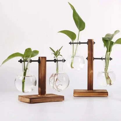 Hydroponic Plant Terrarium with clear glass vases, wooden stands, and green leafy plant cuttings suspended in water.